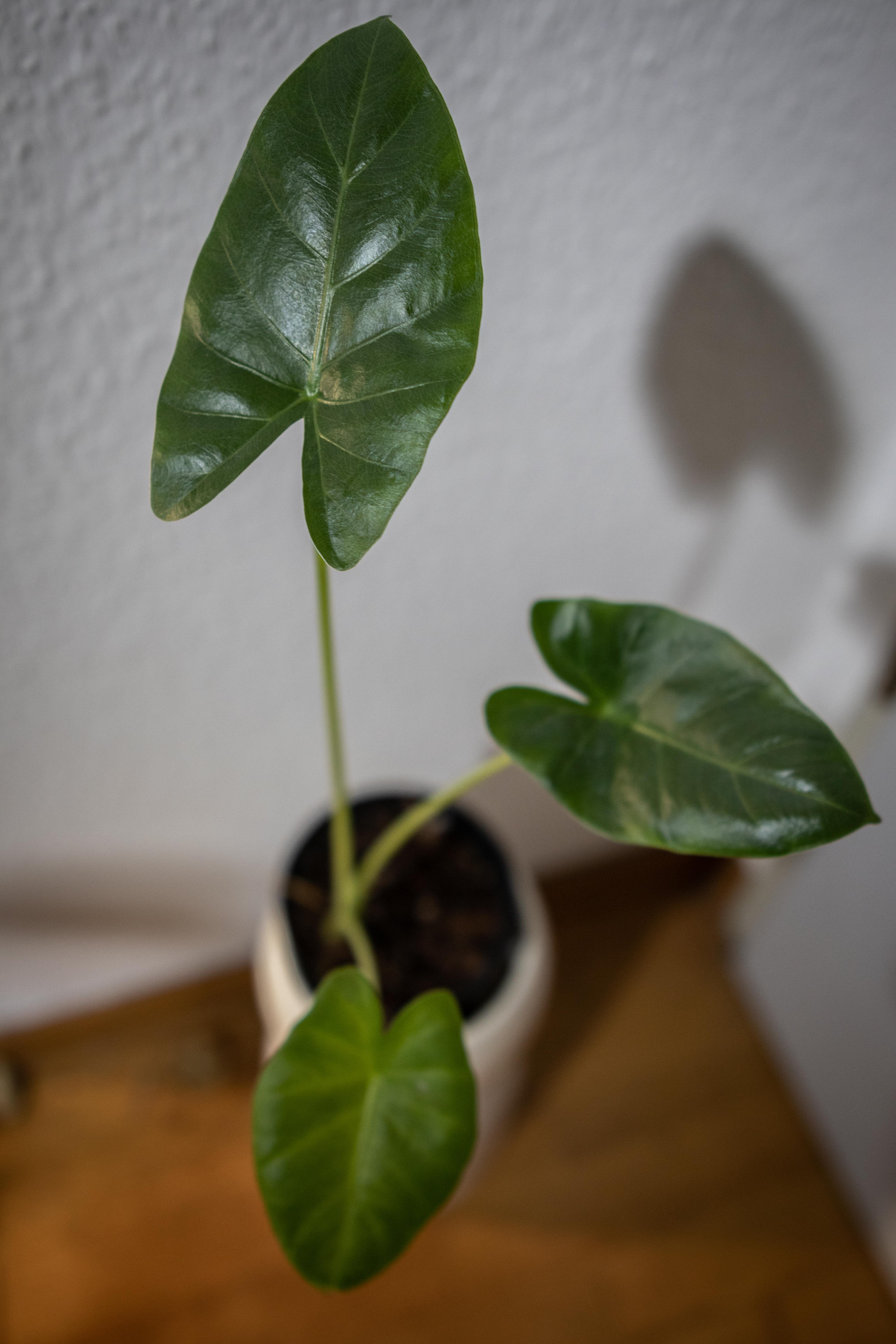charcoal for plants Activated Charcoal for Terrariums – Botanical Dwellings