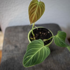 EU Seller - Philodendron Splendid (Verrucosum x Melanochrysum)