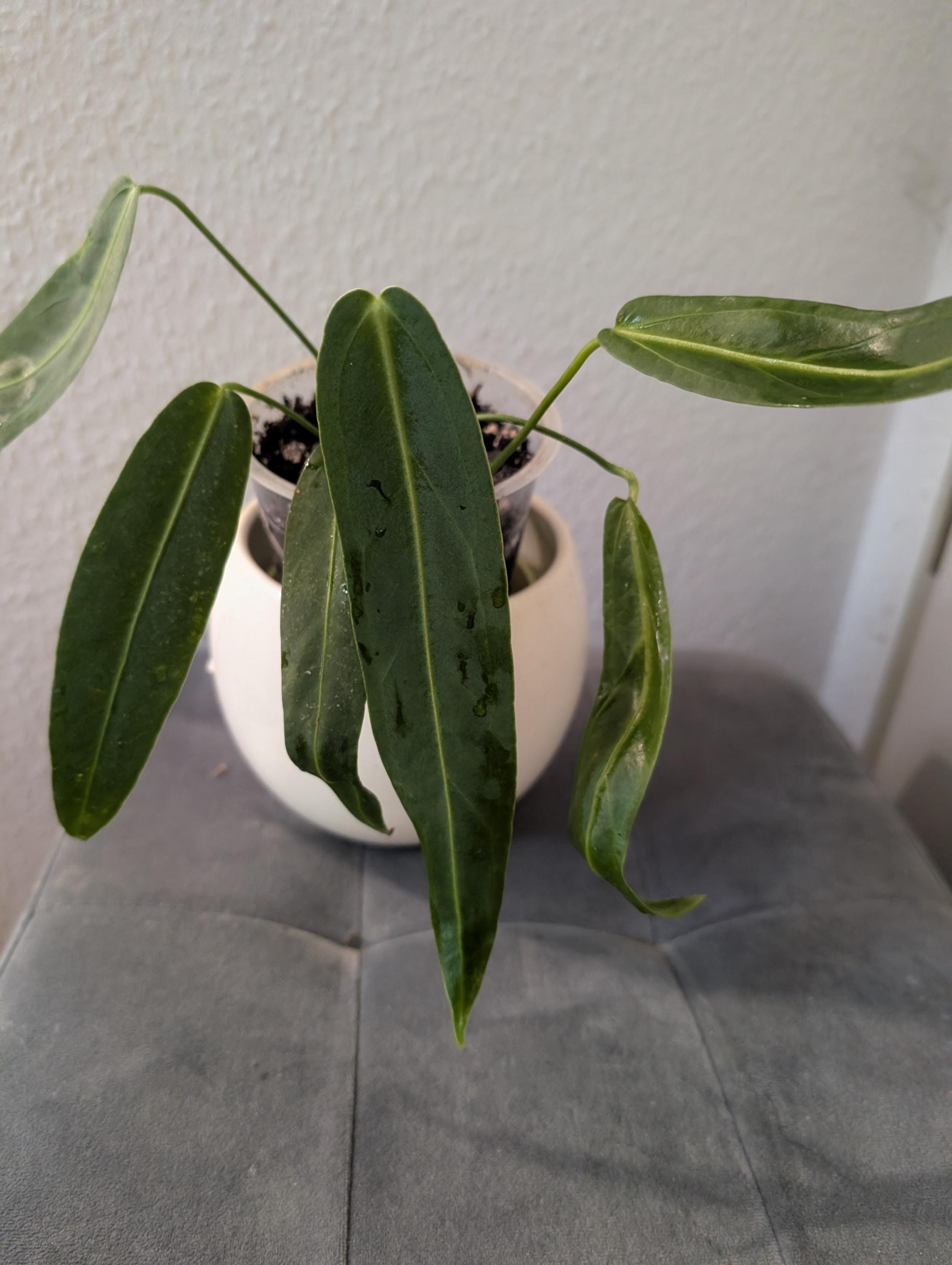 Anthurium warocqueanum seeds - Etsy sterreich
