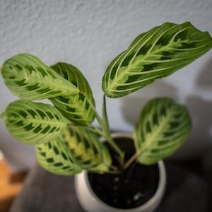 Sprzedawca z UE - Maranta Lemon Lime