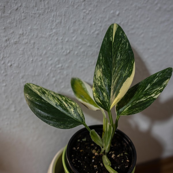 EU Seller - Monstera Standleyana Yellow Variegata - Variegated