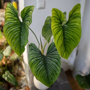 sneak plant 7-10FT Green Snake Plant