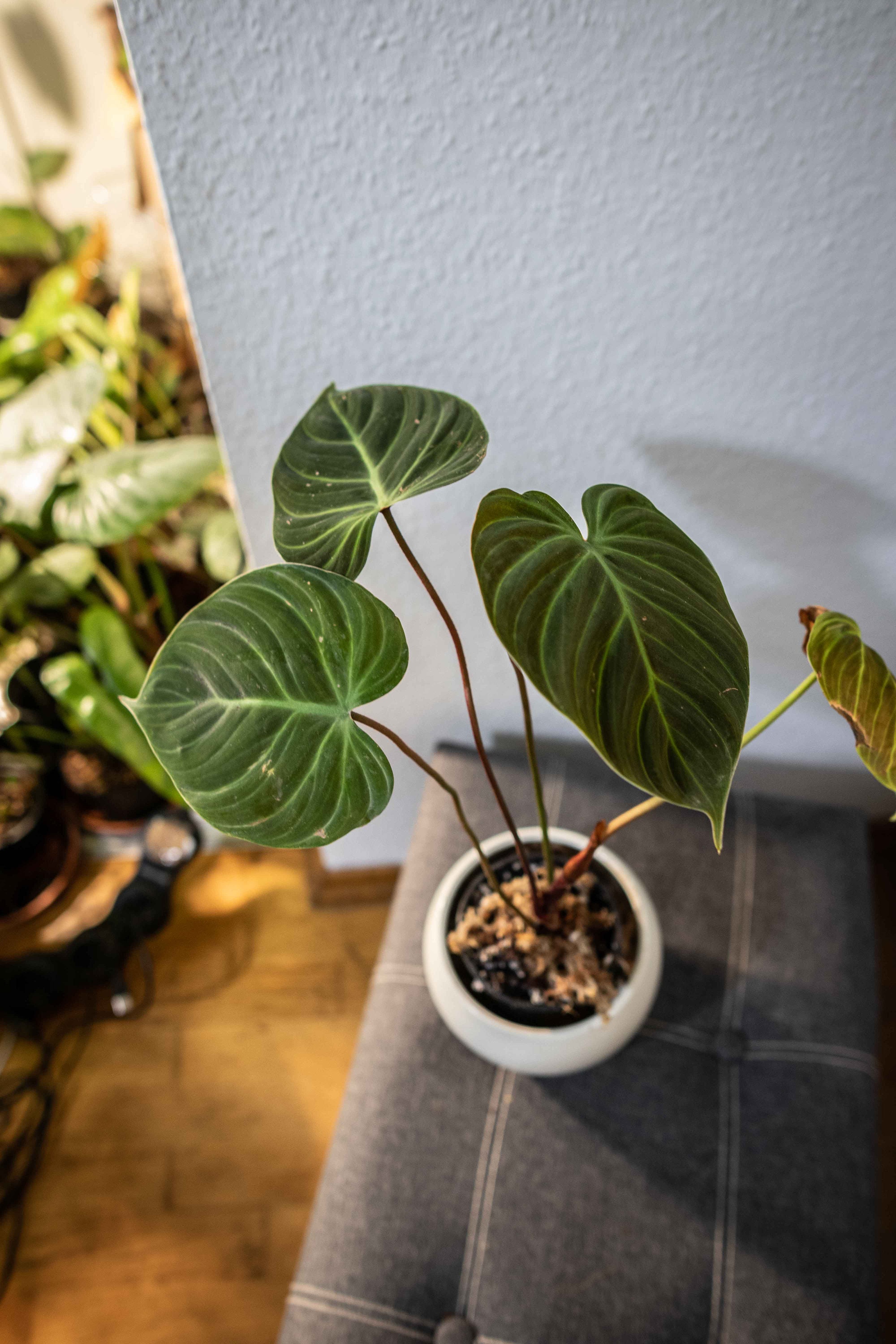 BerlinRarePlants - Etsy Ireland