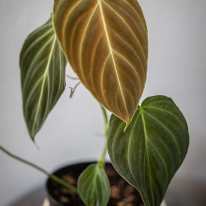EU Seller - Philodendron Splendid - Verrucosum x Melanochrysum - Rare Plant - FREE Heatpack!