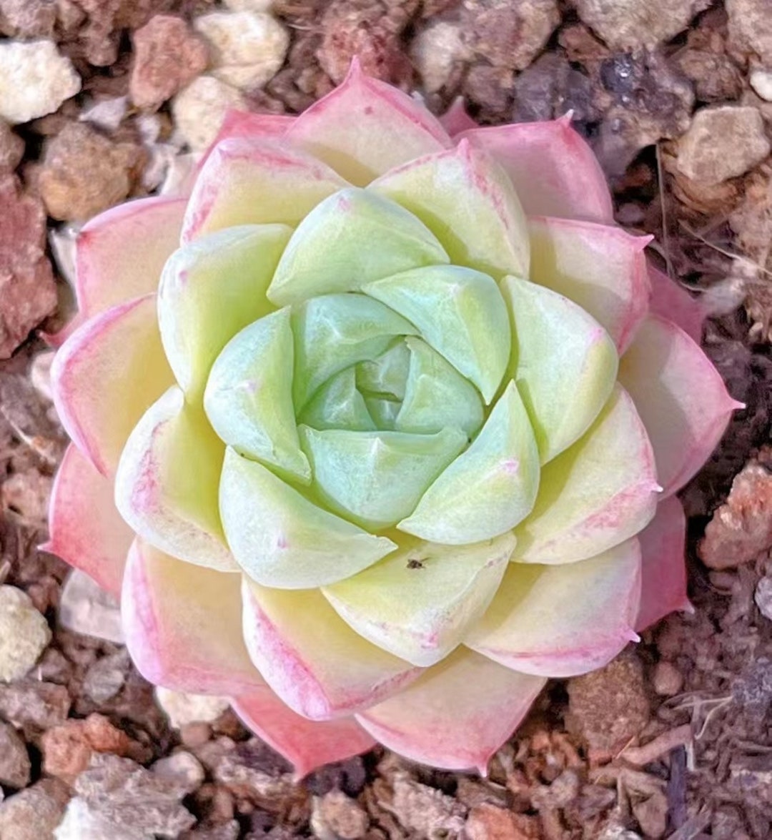NEW Echeveria queen Mix, Rare Succulent Seeds, Allyear Seeds, 10 Seeds
