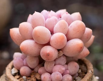 Echeveria Pachyphytum 'Baby Finger', Rare Succulent Seeds, All-year seeds, 10 seeds