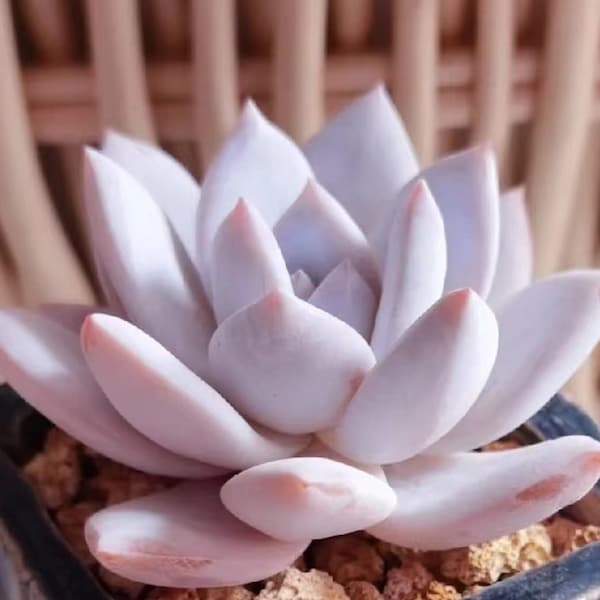 SEEDS BACK, Echeveria Trumso, Graines succulentes rares, Graines toute l’année, 10 graines