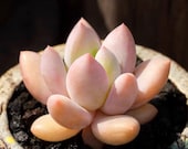Echeveria 39 Orange Candy 39 , Rare Succulent Seeds, All-year seeds, 10 seeds
