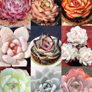 Echeveria Mix, Rare Succulent Seeds, All-year seeds, 15 seeds