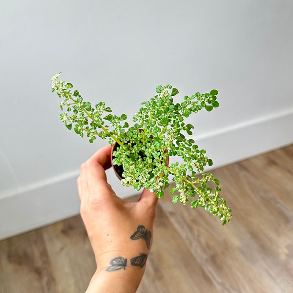 Pilea microphylla variegated ‘Artillery Fern’ 2” #268