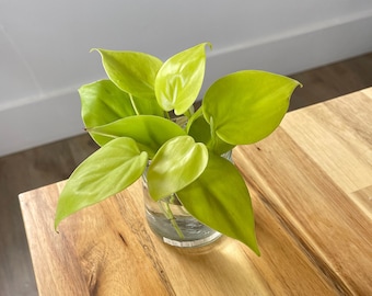 Lemon Lime Heart Leaf Philodendron cutting