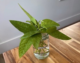 Cebu Blue Epipremnum pinnatum cutting
