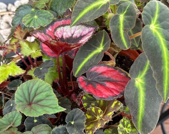 Mystery “surprise” Begonia 2”, 4”, or 4 pack!