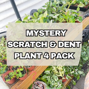 Mystery Scratch & Dent plants (4 pack)