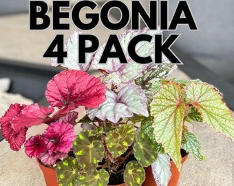 Mystery Begonia 4 Pack