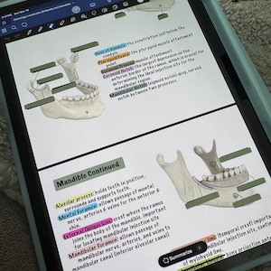 Anatomía Oral - Osteología - Maxilar y Mandíbula - Notas Interactivas - Recordatorio Activo - Apuntes de Estudio para Estudiantes de Higiene Dental