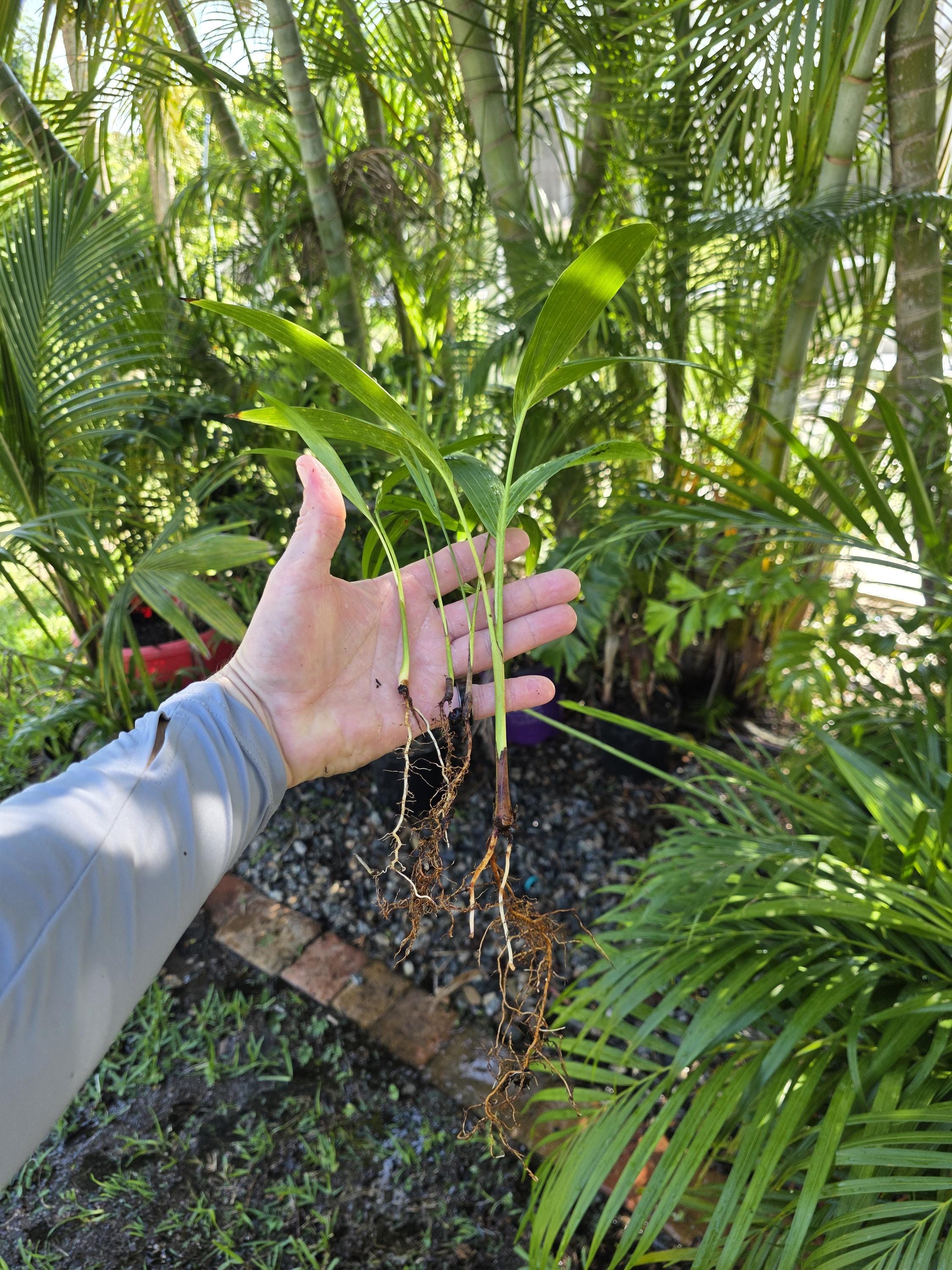 dracaena tricolor plant Dracaena Marginata Kiwi Dragon Tree Tropical Plant (1 Plant or Starter Pack  options)