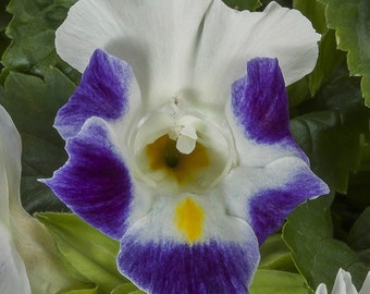 Torenia Seeds Hi Lite Blue Jump 25 thru 250 Pelleted Seeds