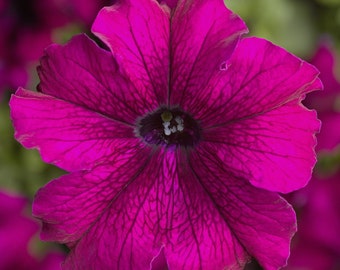 Petunia Seeds Petunia Tritunia Burgundy 250 thru 1,000 Pelleted Seeds