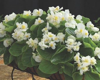 Begonia Seeds Fiona White 15 to 50 Pelleted Seeds