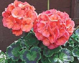 Maverick Coral Geranium Seeds 15 to 50 Seeds