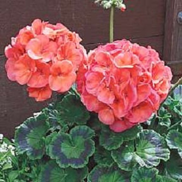 Geranium Seeds Etsy