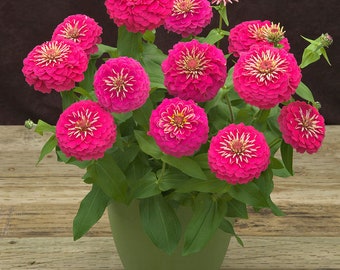 Zinnia Seeds Zinnia Preciosa Pink 25 Thru 250 Seeds F1 Seeds