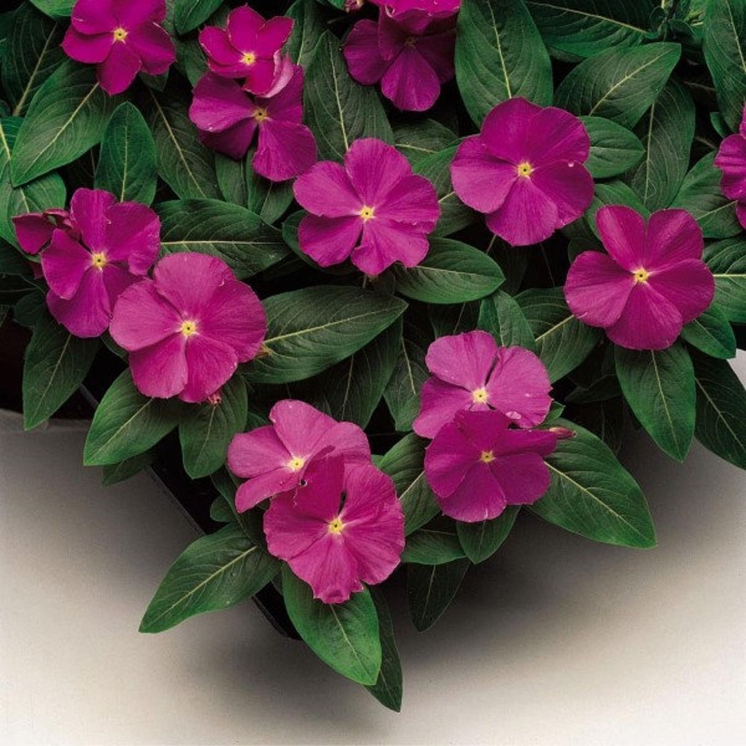 Vinca Seeds Vinca Sunstorm Deep Orchid 100 Thru 500 Seeds Catharanthus