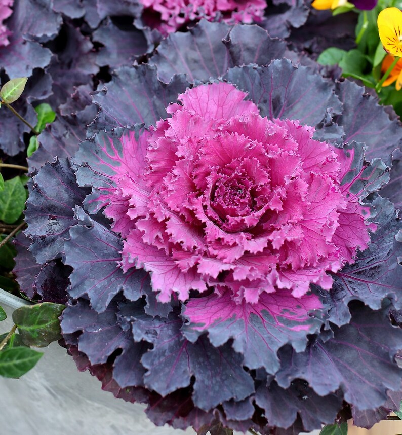 Flowering Kale Seeds Flowering Cabbage Osaka IQ Red 50 Thru 500 Seeds Flowering Cabbage Seeds