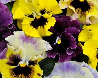 MPB#4 Viola Seeds Frizzle Sizzle Mini Mix 25 thru 250 Seeds