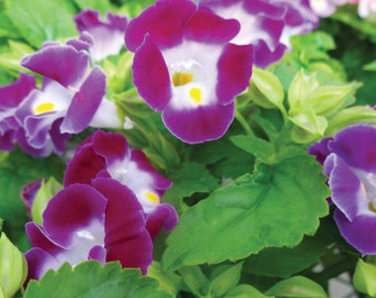 Torenia Seeds Kauai Magenta 15 thru 500 Pelleted Seed