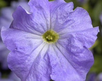 Petunia Seeds Petunia Tritunia Blue Sky 250 thru 1,000 Pelleted Seeds