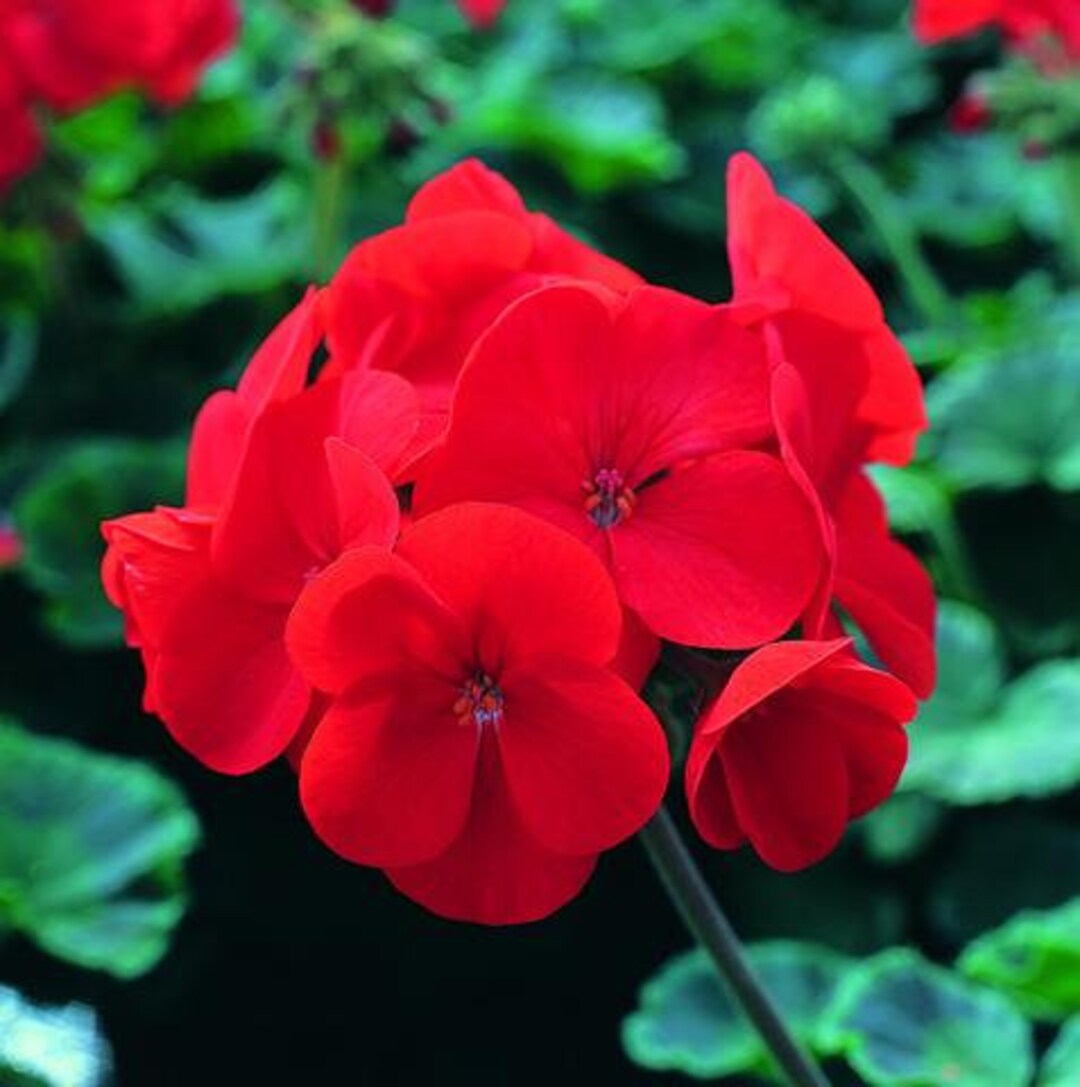 Geranium Maverick Red Geranium Seeds 15 to 50 Seeds Etsy