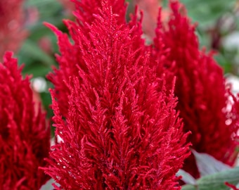 Celosia Seeds Celosia Century Red 50 thru 1,000 Seeds Bulk Seeds