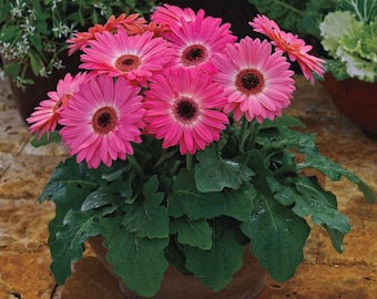 BIN#2R7D6 Gerbera Daisy Seeds Gerbera Majorette Pink Halo 25 thru 100 Seeds F1 Seeds