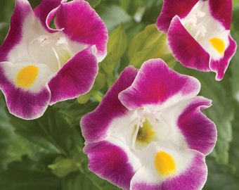 BIN#1R8D1 Torenia Seeds Torenia Little Kiss Burgundy 50 thru 500 Pelleted Seeds