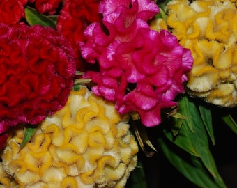 Celosia Seeds Celosia Chief Mix 50 thru 1,000 Seeds Bulk Seeds Makes Great Cut Flowers