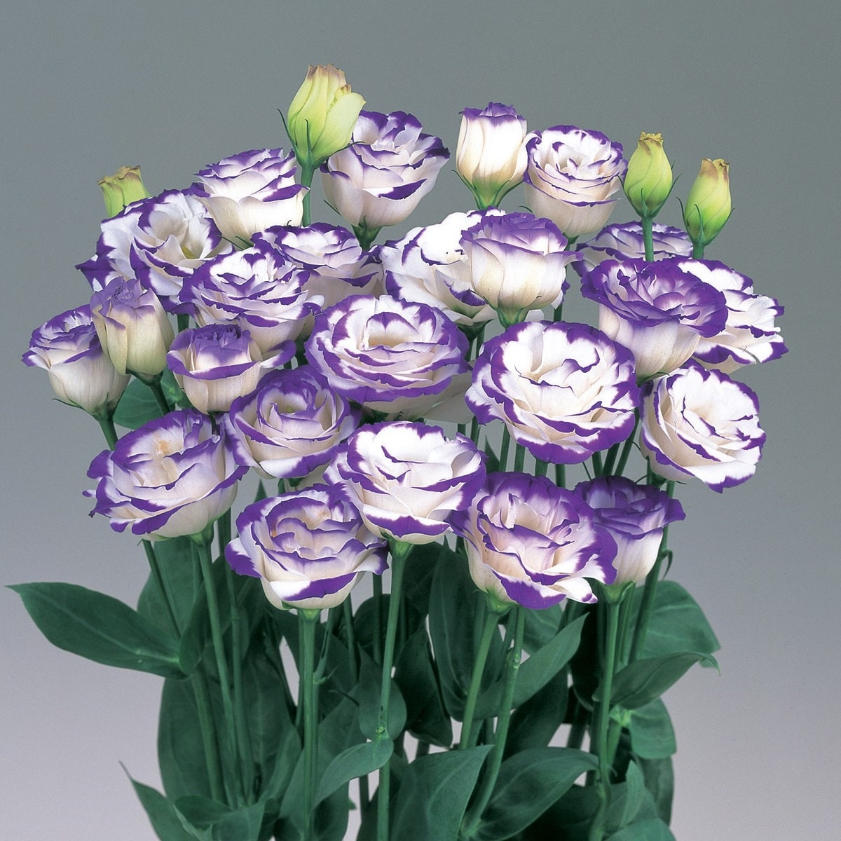 Pelleted Lisianthus Seeds Rosita Blue Picotee 25 Thru 100 - Etsy