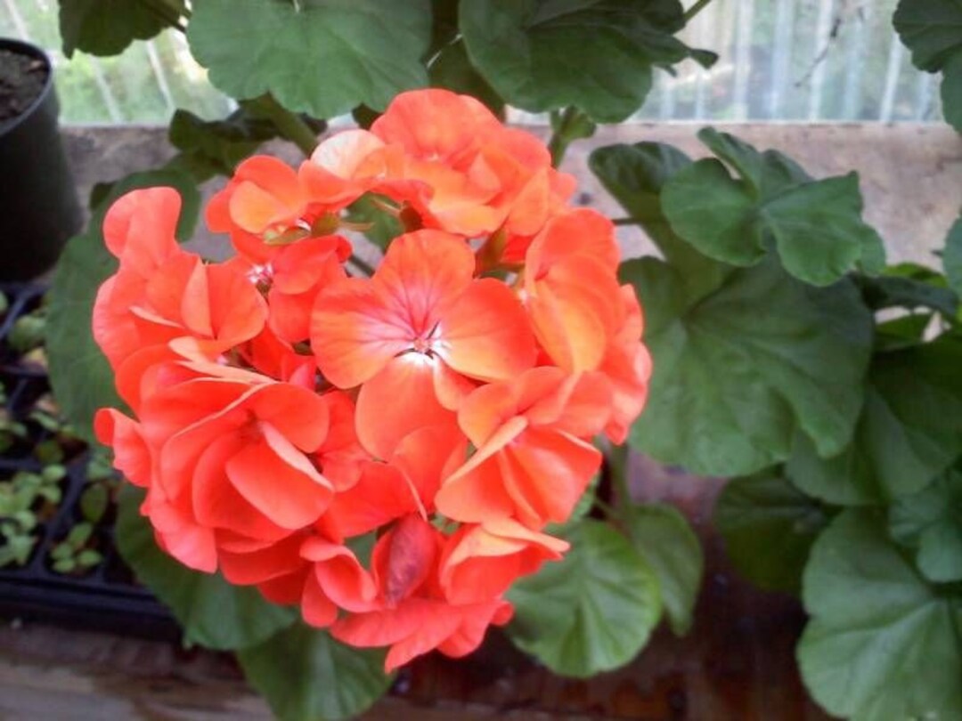 Geranium Maverick Orange Geranium Seeds 15 to 50 Seeds Etsy