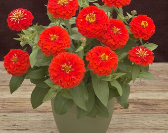 Zinnia Seeds Zinnia Preciosa Scarlet 25 Thru 250 Seeds F1 Seeds