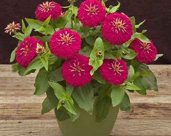 Zinnia Seeds Zinnia Preciosa Rose 25 Thru 250 Seeds F1 Seeds