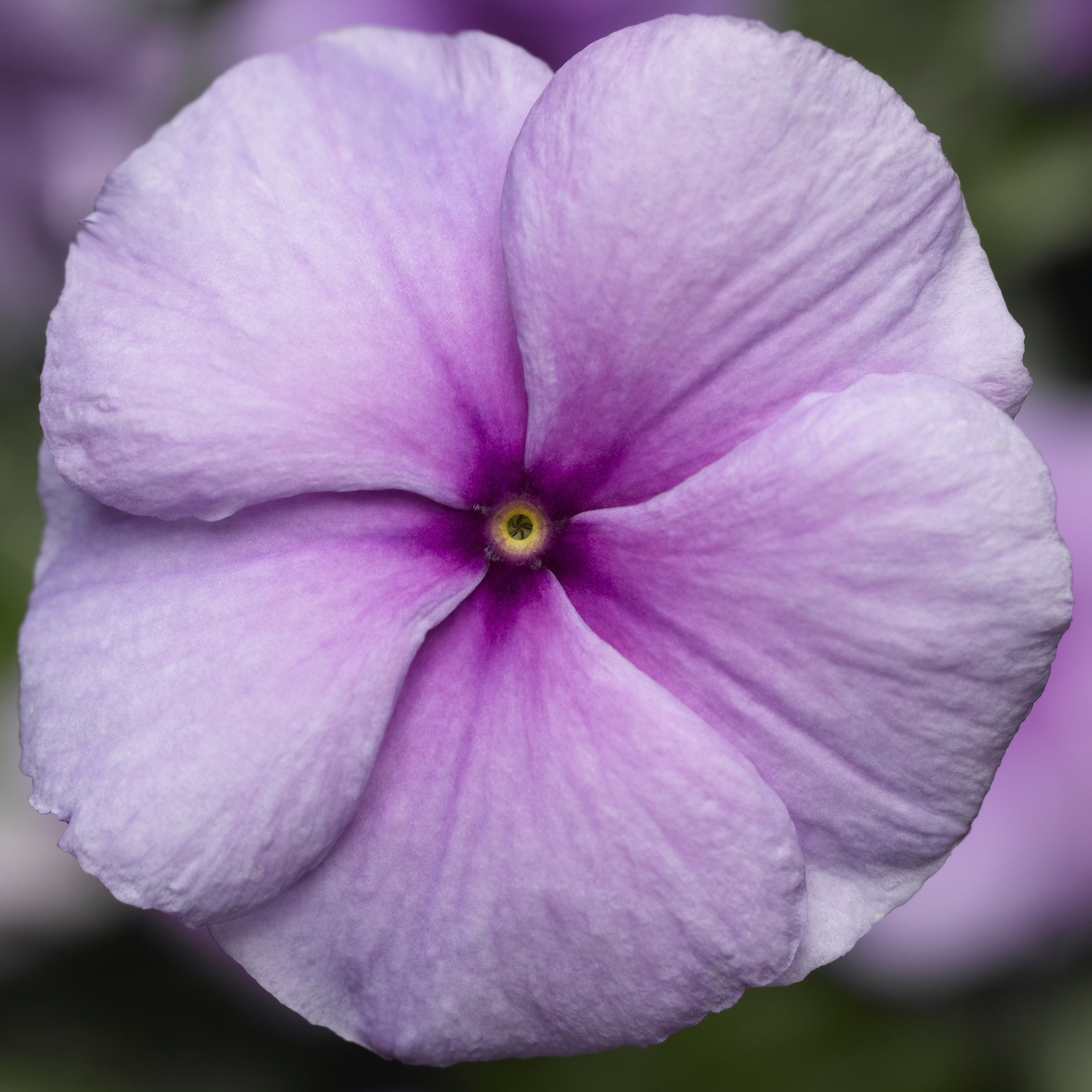 Vinca Seeds Vinca Sunstorm Purple 100 Thru 500 Seeds Catharanthus
