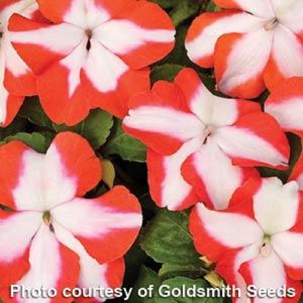 Impatiens Seeds Impatiens Accent Orange Star 100 thru 1,000 Bulk Seeds Impatiens Walleriana