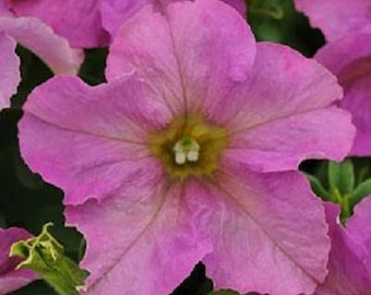 Petunia Sophistica Twilight Petunia Seeds 15 Pelleted Flower Seeds