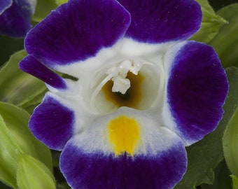 Torenia Seeds Hi Lite Blue & White 25 thru 250 Pelleted Seeds