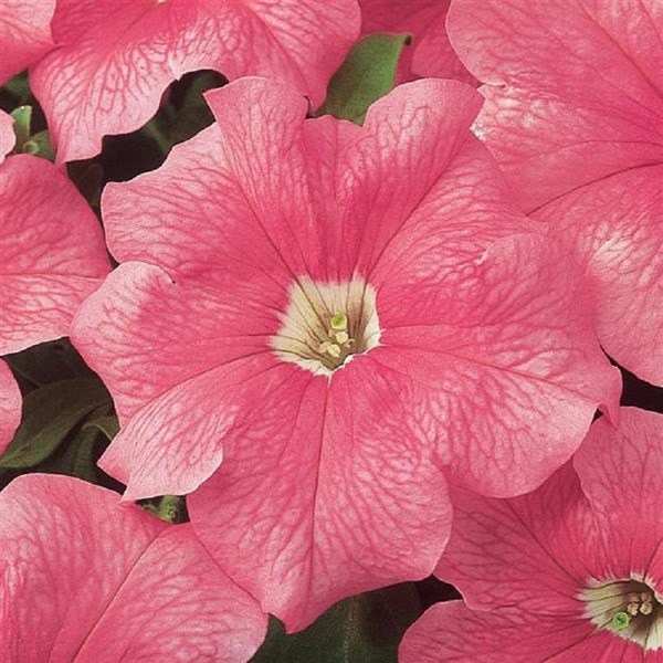 Petunia Seeds Petunia Dreams Salmon 250 thru 1,000 Pelleted Seeds