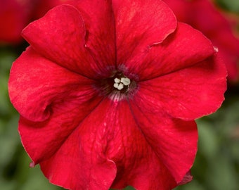 Petunia Seeds Petunia Duvet Red 250 thru 1,000 Pelleted Seeds