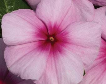 Vinca Vitalia Seeds 50 thru 500 Vitalia Vinca Blush Seeds Bulk Vinca Seeds