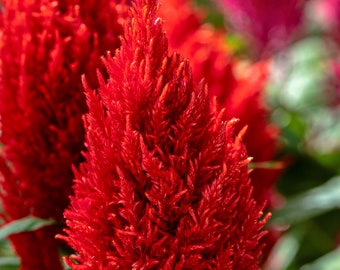 Celosia Seeds Celosia Century Fire 50 thru 1,000 Seeds Bulk Seeds