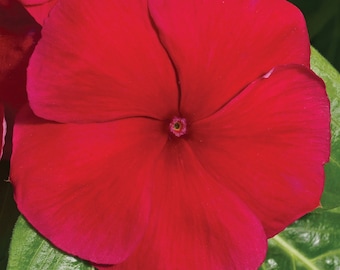 Vinca Vitalia Seeds 50 thru 500 Vitalia Vinca Red Seeds Bulk Vinca Seeds